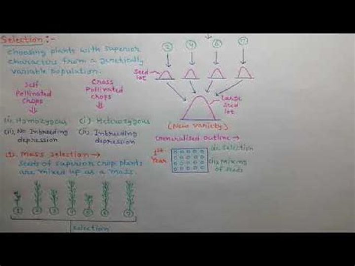 What is pure line selection in plant breeding?