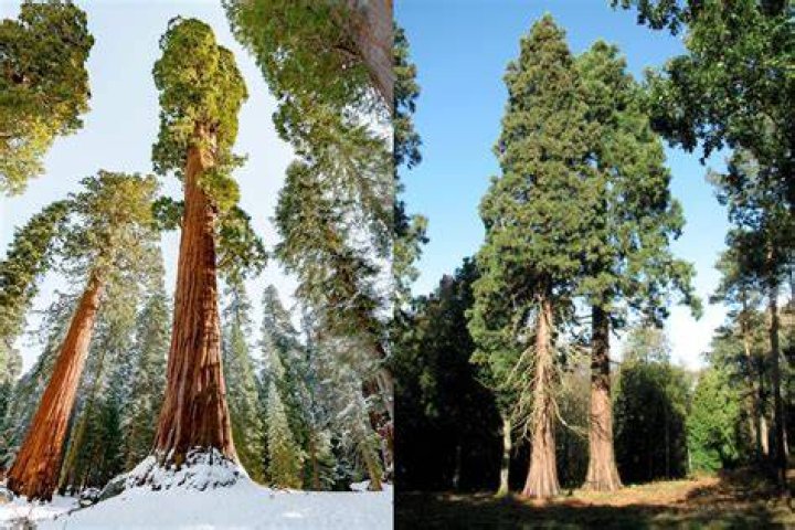 What is sinker redwood?