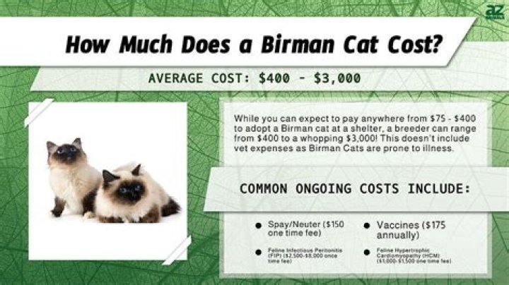 What is the average cost of a Birman cat?