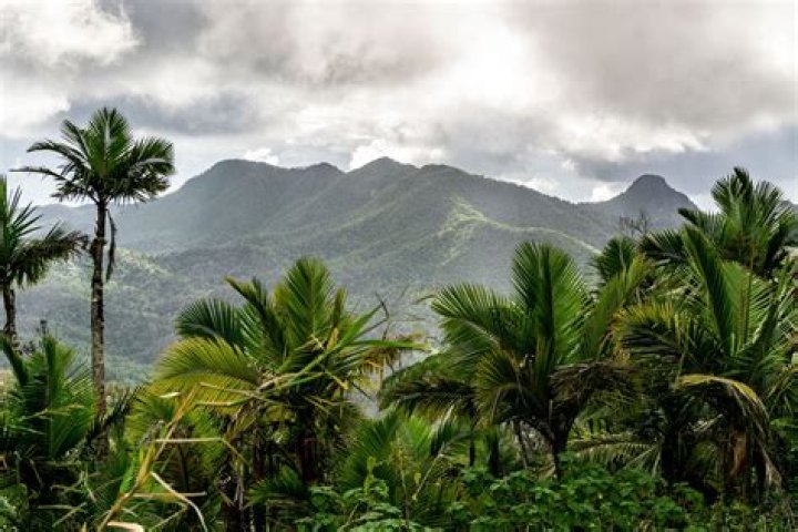 What is the best rainforest in Puerto Rico?