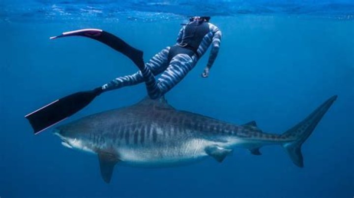 What is the biggest tiger shark ever caught?
