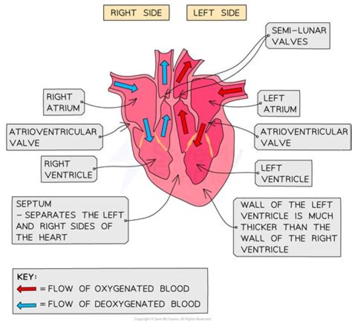 What is the function of the septum atria and ventricles?