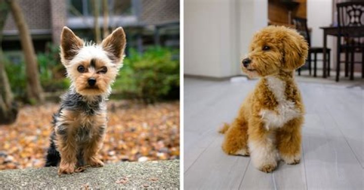 What is the gentlest small dog?