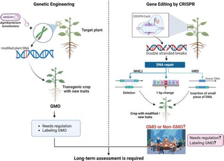 What is the GMO of a human?