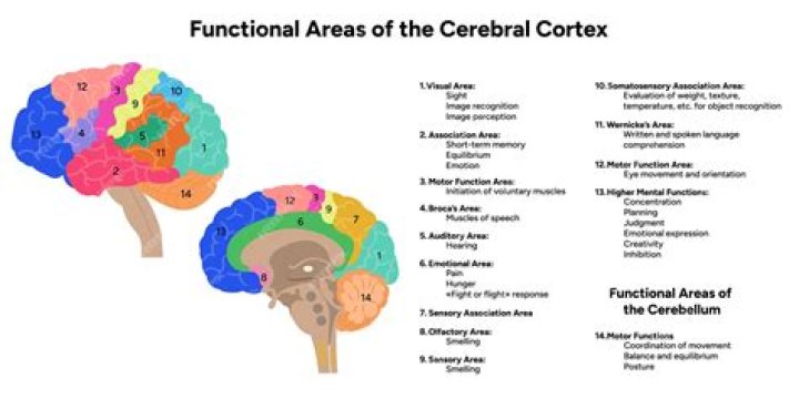 What is the groove cortex called?