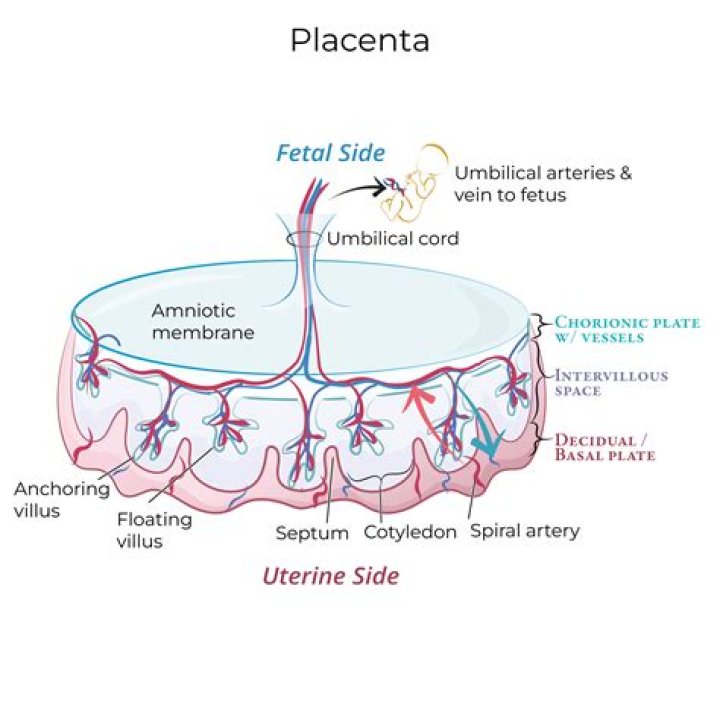 What is the meaning of placenta grade 0?