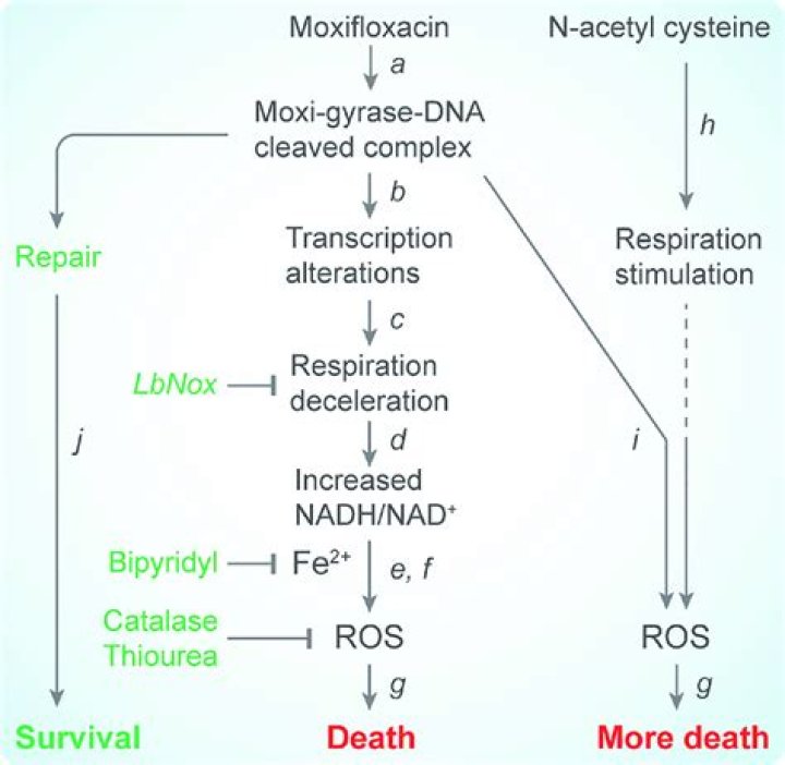 What is the mode of action of moxifloxacin?
