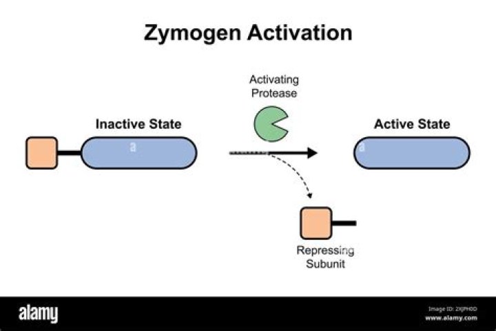 What is the purpose of proenzyme?