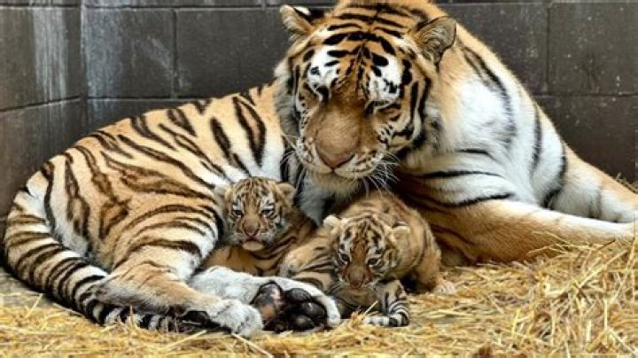 What is the Tiger Mother approach?