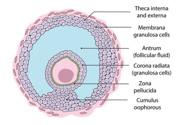 What is theca cells?