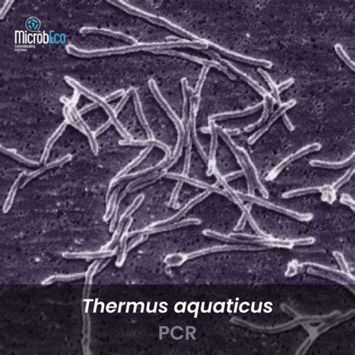 What kingdom is Thermus aquaticus in?