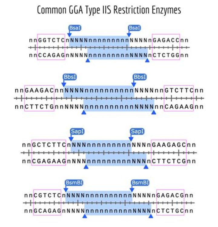 What makes Type IIS restriction endonucleases especially useful for Golden Gate Assembly?