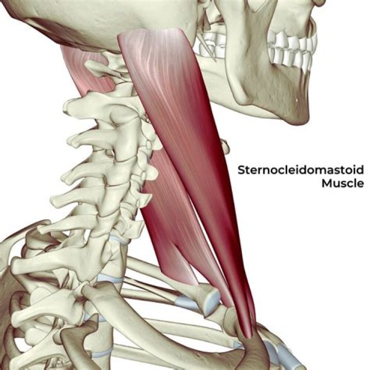 What muscle is between Sternocleidomastoid?