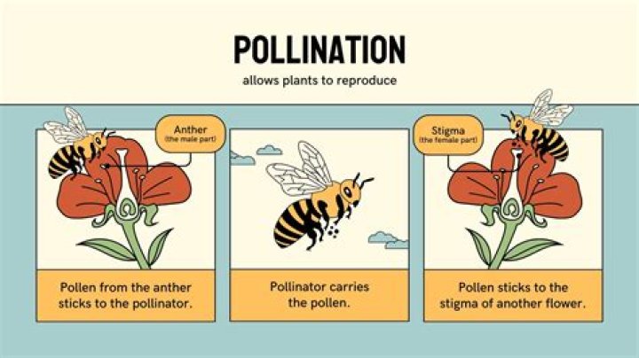 What pollinates a zestar apple?