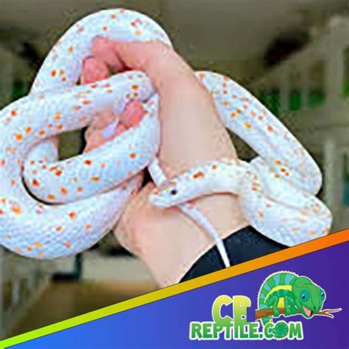 What should I name my albino corn snake?