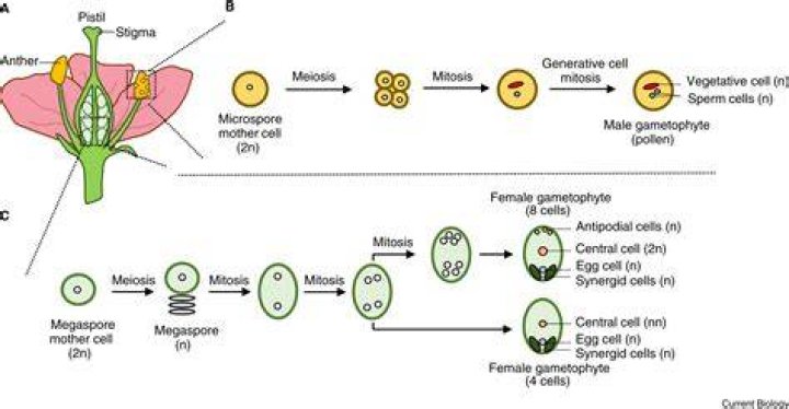 What structures in angiosperms contain the gametes?
