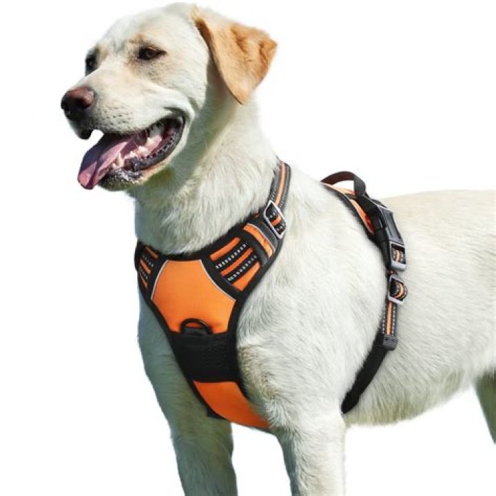 What type of harness is best for a dog?