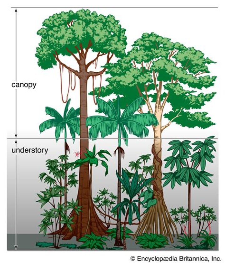 What type of vegetation is found in the tropical rainforest?
