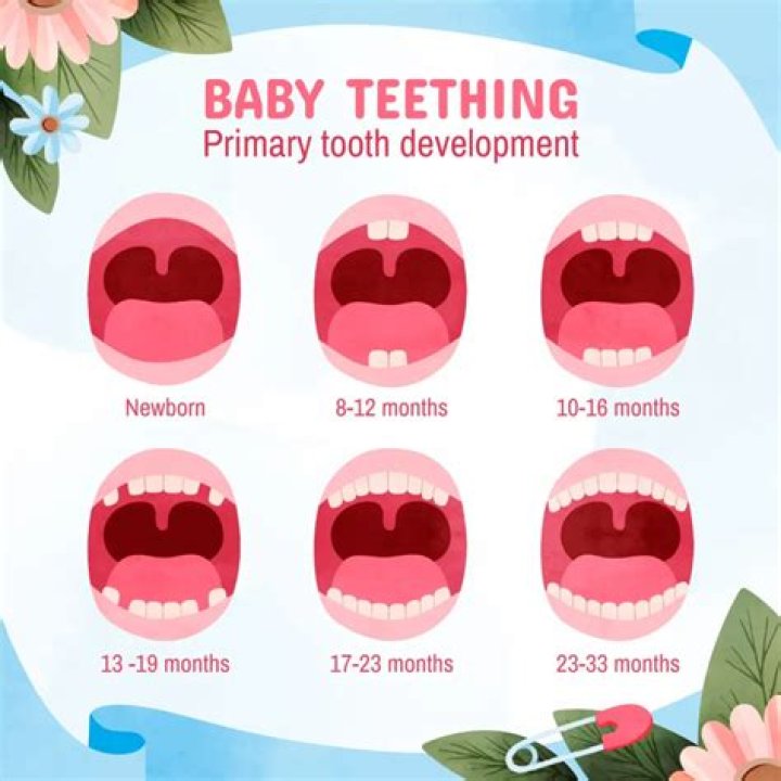 When do babies get tooth buds?