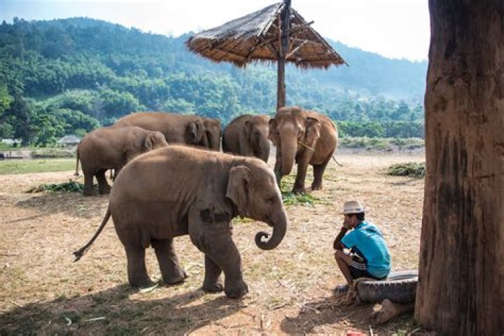 Where can we see elephants in Pattaya?
