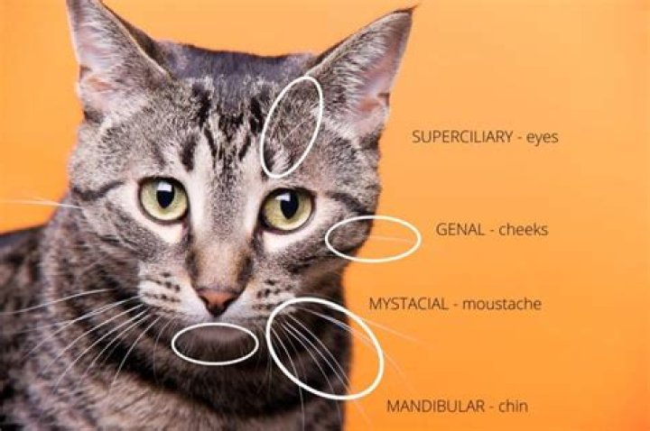 Where does the expression the cats whiskers come from?