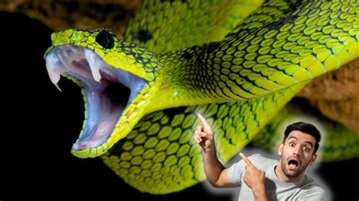 Where does the fierce snake live?
