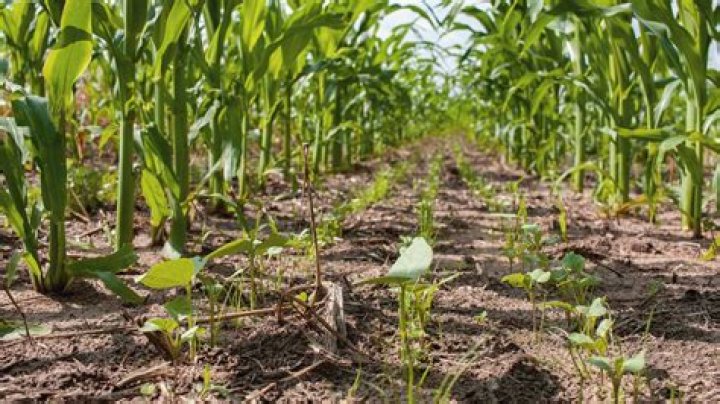 Which plants are harmful for the crops?