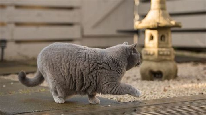 Why is my cat suddenly walking in circles?